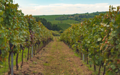Tsjechische wijn regio, een bezoekje waard?