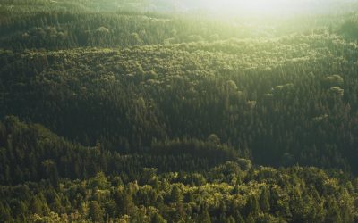 Vlucht compenseren in het dagelijks leven