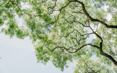 Wat is milieubewust leven?