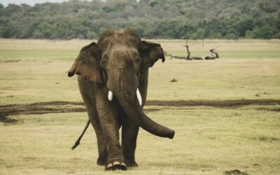 Minder nachttreinen in Sri Lanka om olifanten te beschermen