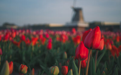 How to visit the Dutch tulip fields?